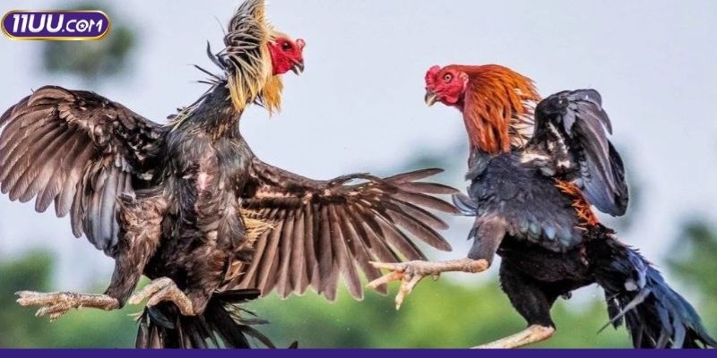 Các trận đấu trong hệ thống được đảm bảo công bằng