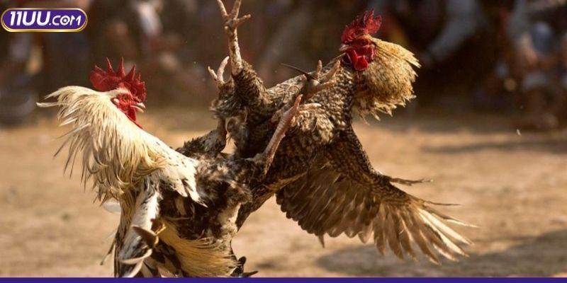 Đôi nét về đá gà online uy tín