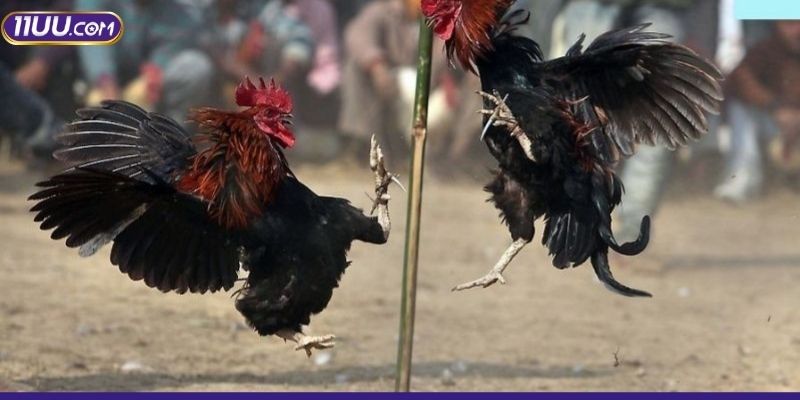 Kinh nghiệm chơi đá gà giúp nâng cao tỷ lệ thắng