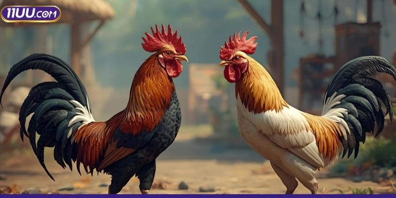 Mách bạn các trò đá gà 11UU được yêu thích