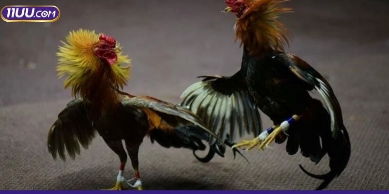 Một vài kinh nghiệm tham gia gà đá qua mạng