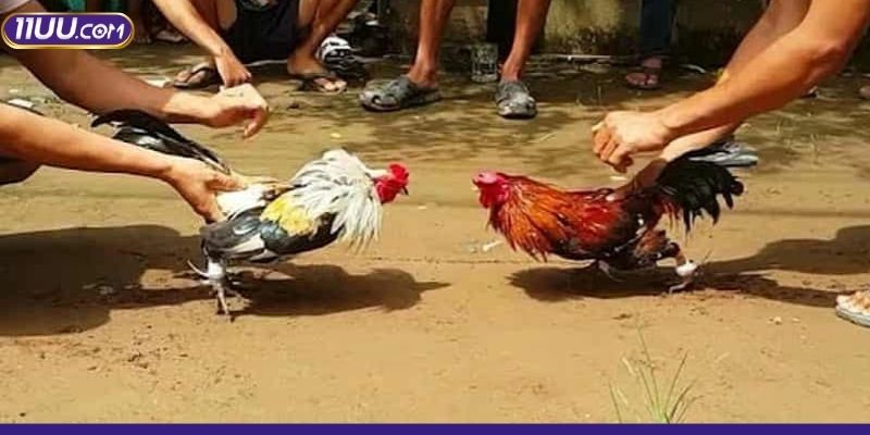 Những dạng kèo thường gặp trong đá gà trực tuyến