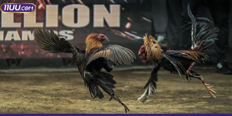 Tổng quan về đá gà qua mạng